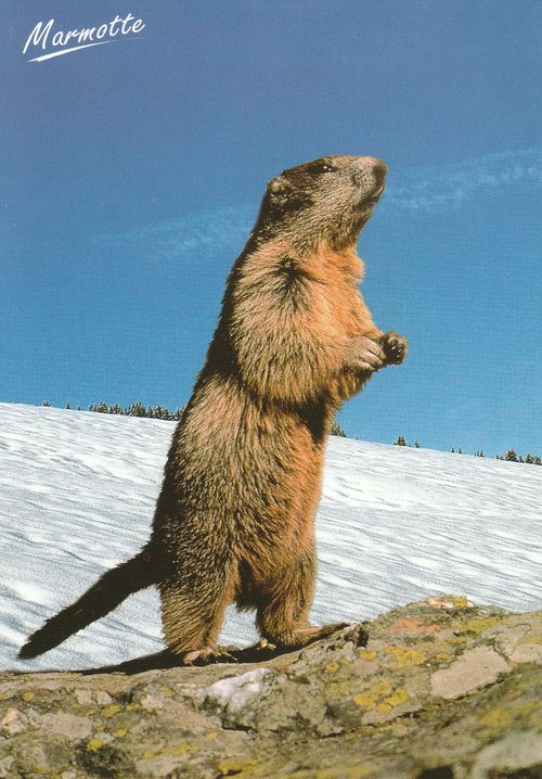 Marmotte